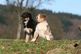 BERGER AUSTRALIEN PUPPIES 690